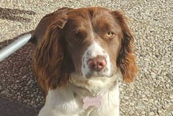Disappearance alert Dog miscegenation Female , 1 years Vendôme France Disappearance alert Dog miscegenation Female , 1 years Vendôme France