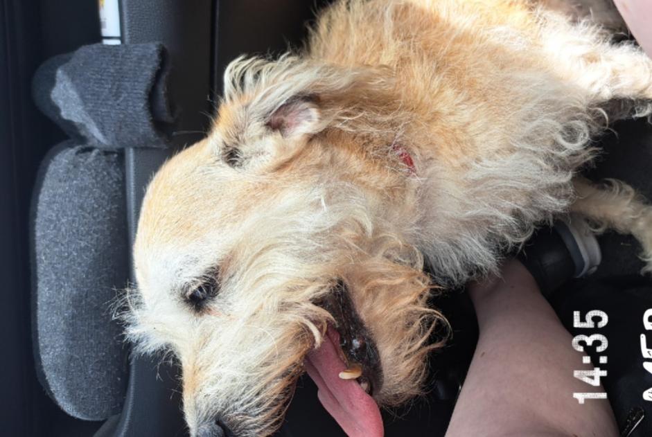 Ontdekkingsalarm Hond Vrouwtje Cour-sur-Loire Frankrijk