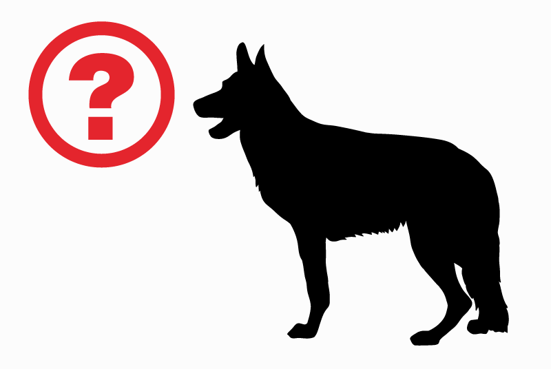 Alerte Découverte Chien  Mâle Villefranche-sur-Cher France